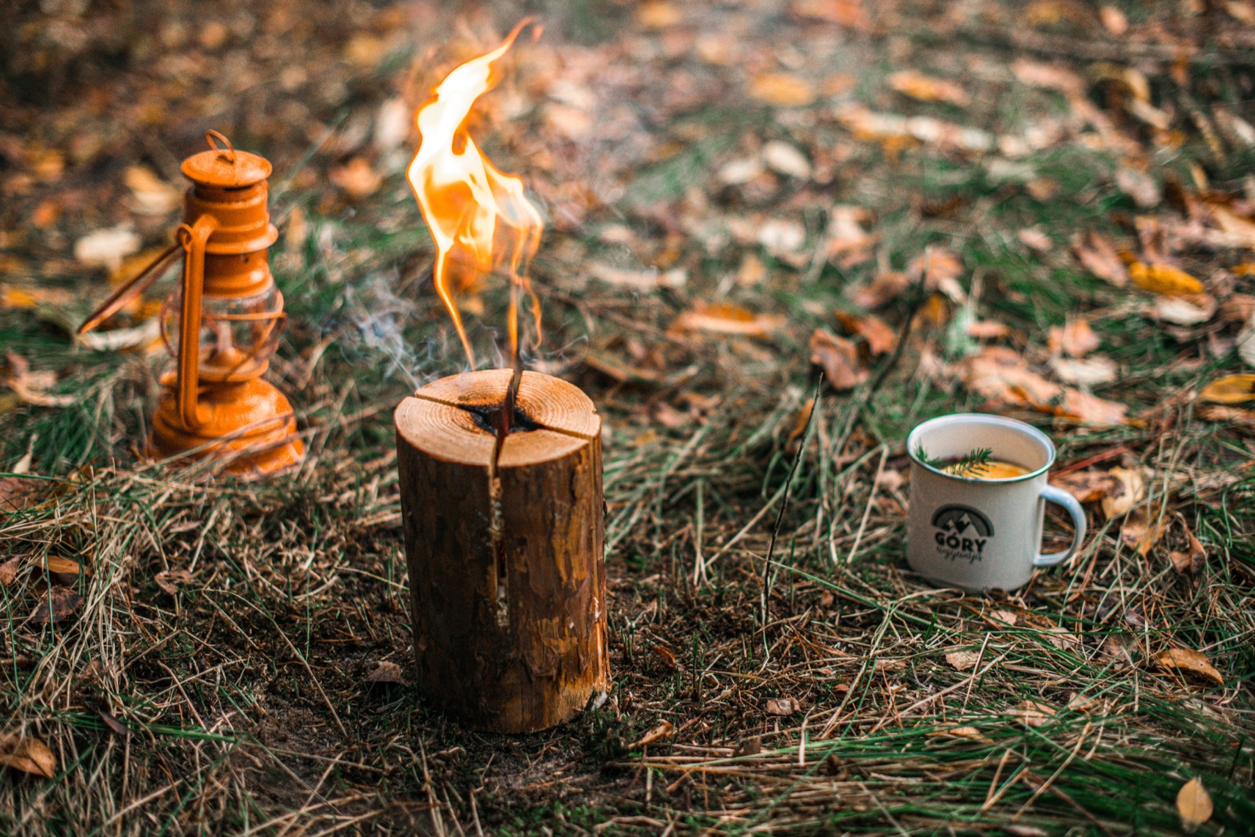 Pieniek Woodson w lesie